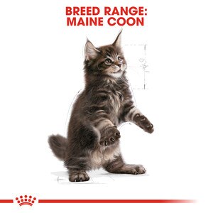 ROYAL CANIN® Maine Coon Kitten 10kg